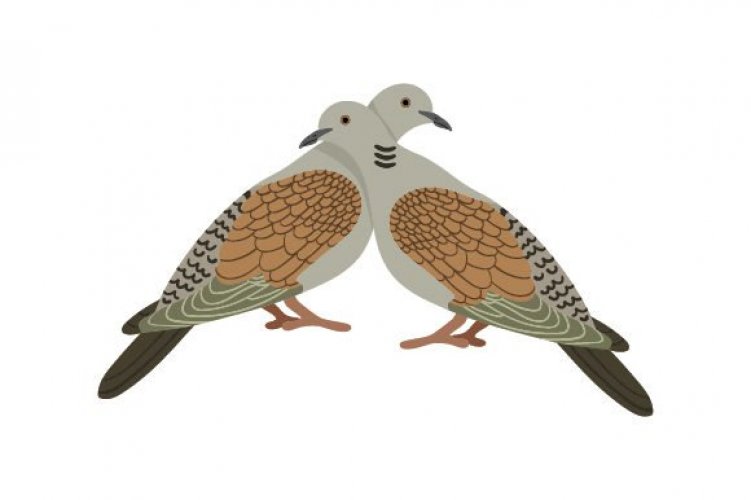 Symbol Of Two Turtle Doves